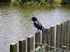 birdy.JPG (74590 bytes)