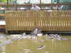 fighting.JPG (69322 bytes)