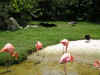 flamingos.JPG (77807 bytes)
