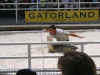 gatorman.jpg (107619 bytes)