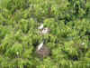 nests.JPG (80080 bytes)