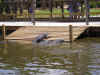 wheresmylunch.JPG (71977 bytes)